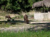 Национальный зоопарк в Санто-Доминго 