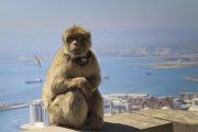 Колония обезьян на Гибралтаре (Эйпс дэн).