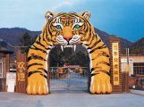 Парк сибирских тигров в Харбине