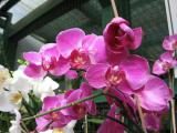 Сад орхидей