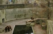 Медвежья яма в Берне