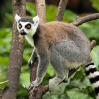 Фотография Мадагаскара, 1 из 110