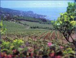 Винодельческий совхоз Ливадия