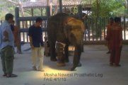 Больница для слонов организации FAE