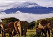 Национальный парк Килиманджаро 