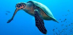 Заповедник Ватаму: экологическая программа Watamu Turtle Watch