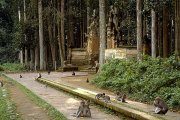 Лесное Святилище Обезьян (Sacred Monkey Forest Sanctuary)