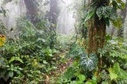 Центр изучения тропических лесов Панамы